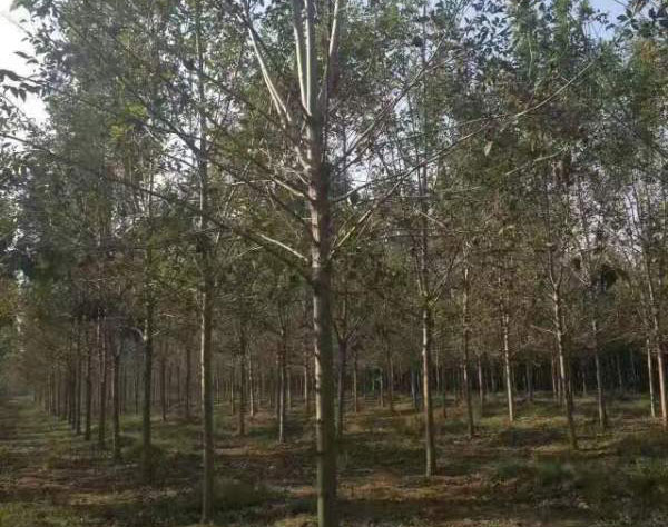 白臘樹圖片<a href='http://m.wuzhouwash.com/linmuzhongzi/1712.html' target='_blank'>白蠟</a>基地實拍