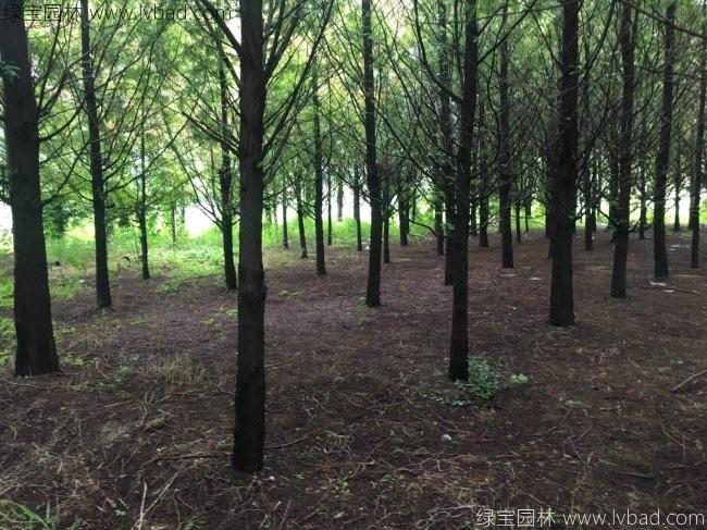 <a href='http://m.wuzhouwash.com/xingdaoshu/3590.html' target='_blank'>水杉樹</a>