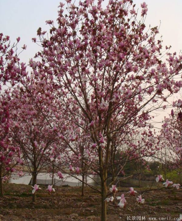 <a href='http://m.wuzhouwash.com/xingdaoshu/3378.html' target='_blank'>紅玉蘭</a>圖片<a href='http://m.wuzhouwash.com/xingdaoshu/3378.html' target='_blank'>紅玉蘭</a>基地實拍