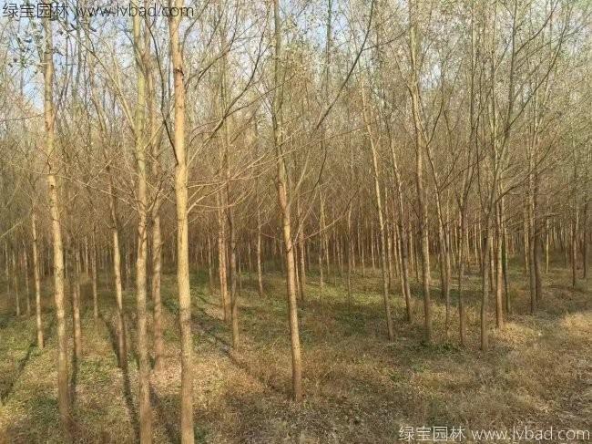<a href='http://m.wuzhouwash.com/xingdaoshu/3366.html' target='_blank'>柳樹</a>圖片苗圃種植基地