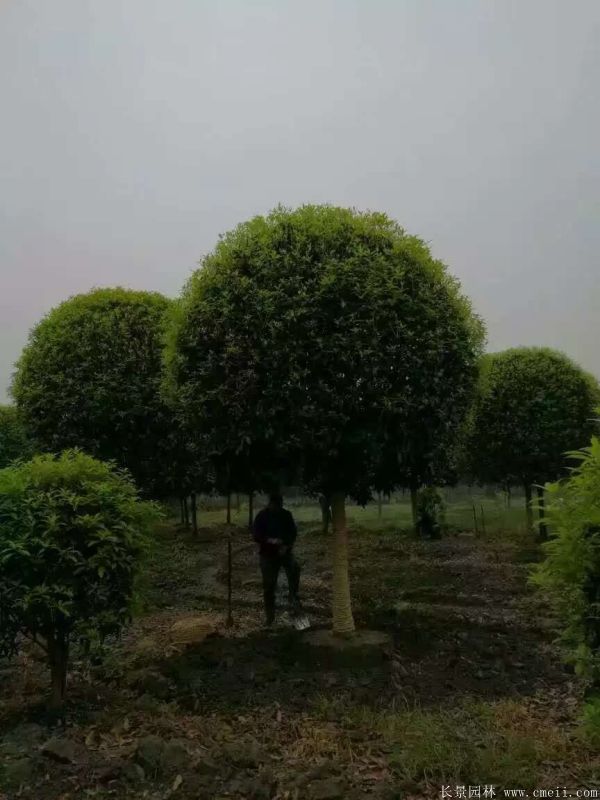 <a href='http://m.wuzhouwash.com/xingdaoshu/3363.html' target='_blank'>桂花樹</a>圖片<a href='http://m.wuzhouwash.com/xingdaoshu/3363.html' target='_blank'>桂花樹</a>基地實拍