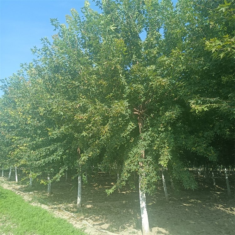 <a href='http://m.wuzhouwash.com/linmuzhongzi/1781.html' target='_blank'>五角楓</a>