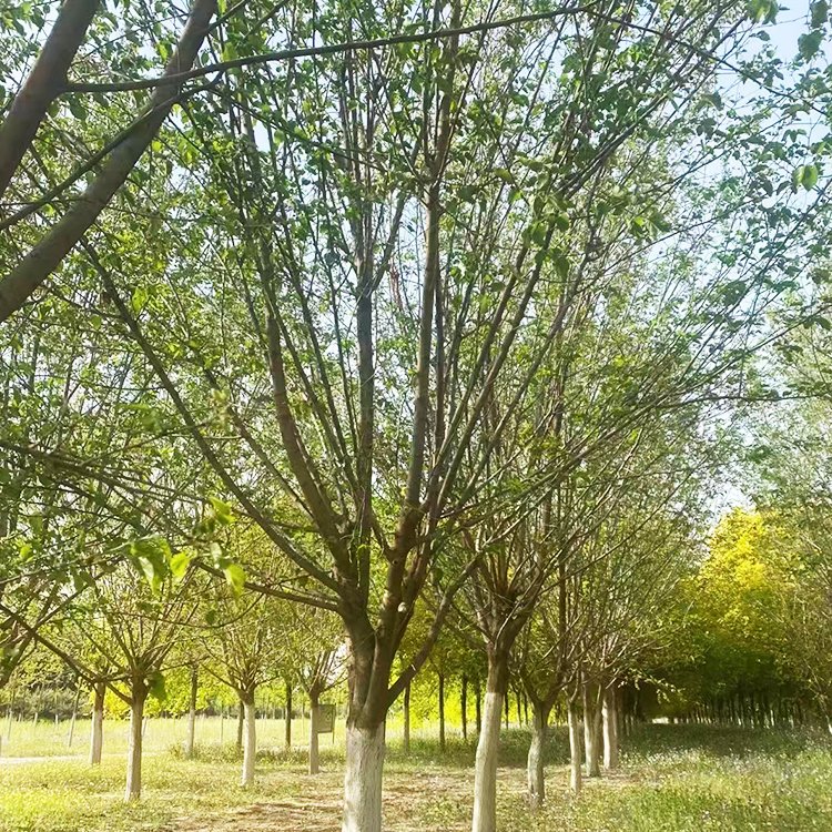 <a href='http://m.wuzhouwash.com/linmuzhongzi/1769.html' target='_blank'>桑樹</a>