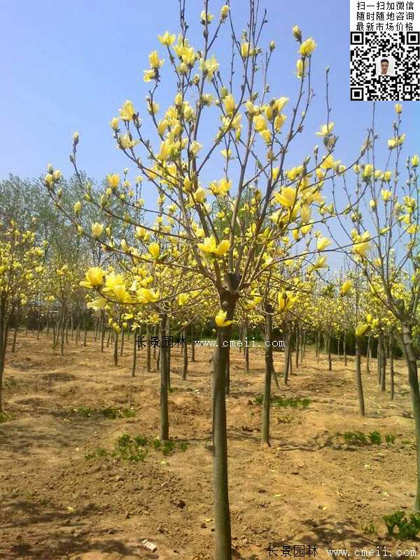 園林喬木植物<a href='http://m.wuzhouwash.com/linmuzhongzi/1697.html' target='_blank'>黃玉蘭</a>圖片