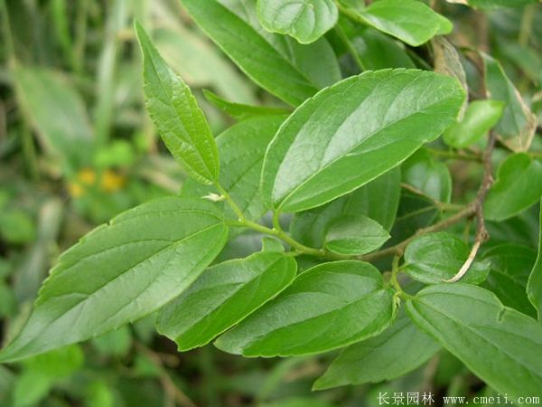 <a href='http://m.wuzhouwash.com/linmuzhongzi/1755.html' target='_blank'>樸樹</a>圖片<a href='http://m.wuzhouwash.com/linmuzhongzi/1755.html' target='_blank'>樸樹</a>基地實拍