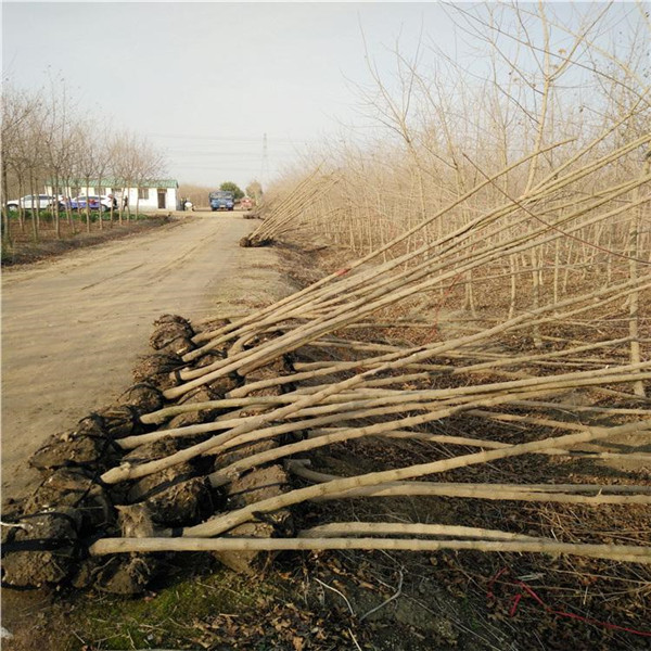 <a href='http://m.wuzhouwash.com/linmuzhongzi/1855.html' target='_blank'>元寶楓</a>基地實拍圖