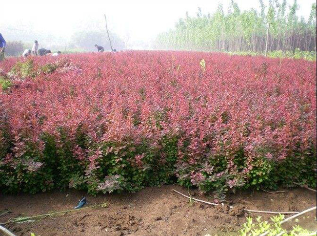 <a href='http://m.wuzhouwash.com/linmuzhongzi/1753.html' target='_blank'>紅葉小檗</a>