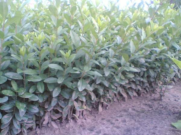 <a href='http://m.wuzhouwash.com/linmuzhongzi/1728.html' target='_blank'>水臘</a>