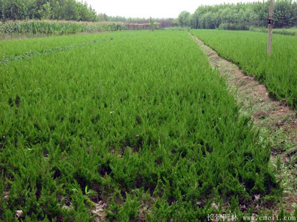 小<a href='http://m.wuzhouwash.com/songbailei/3479.html' target='_blank'>龍柏</a>圖片基地實拍