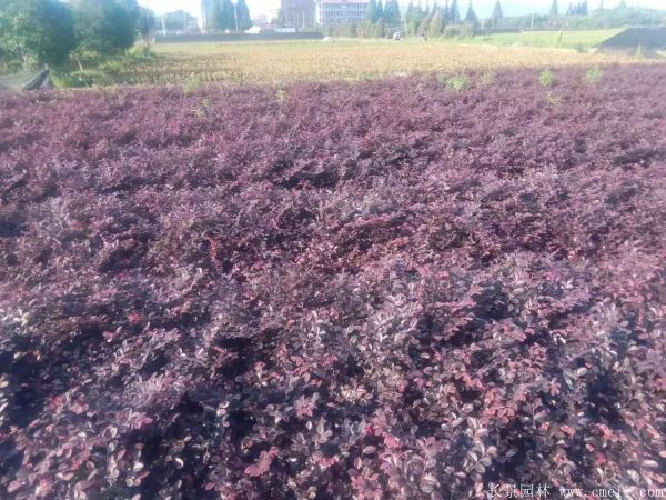 <a href='http://m.wuzhouwash.com/dibeiguanmu/9770.html' target='_blank'>紅花繼木</a>圖片基地實拍