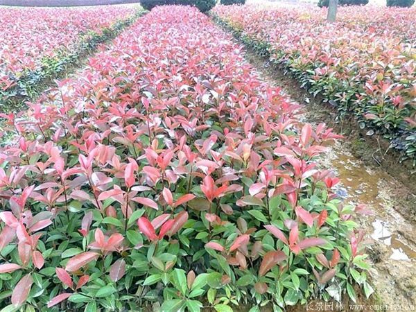<a href='http://m.wuzhouwash.com/linmuzhongzi/1747.html' target='_blank'>紅葉石楠</a>圖片基地實拍