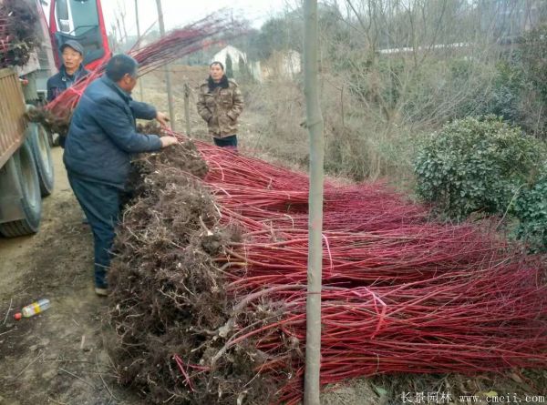 <a href='http://m.wuzhouwash.com/linmuzhongzi/1759.html' target='_blank'>紅瑞木</a>圖片基地實拍