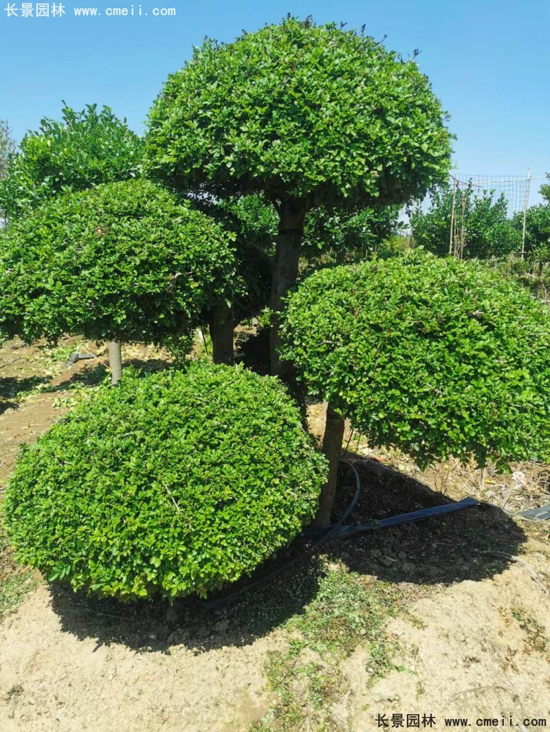 對節(jié)<a href='http://m.wuzhouwash.com/linmuzhongzi/1712.html' target='_blank'>白蠟</a>造型盆景地景