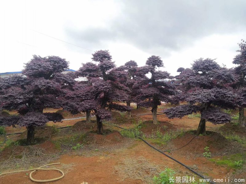 造型<a href='http://m.wuzhouwash.com/dibeiguanmu/9770.html' target='_blank'>紅花繼木</a>