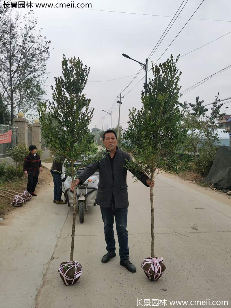 <a href='http://m.wuzhouwash.com/linmuzhongzi/1764.html' target='_blank'>小葉黃楊</a>樹