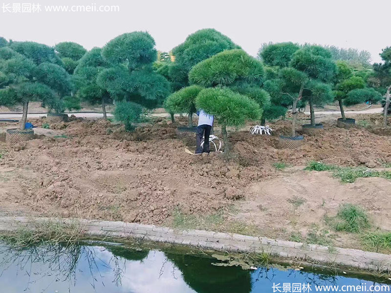 景觀樹造型<a href='http://m.wuzhouwash.com/linmuzhongzi/1716.html' target='_blank'>黑松</a>大型地景