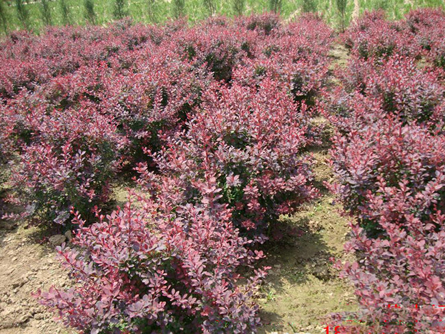 <a href='http://m.wuzhouwash.com/qiuleizhiwu/3522.html' target='_blank'>紅葉小檗球</a>
