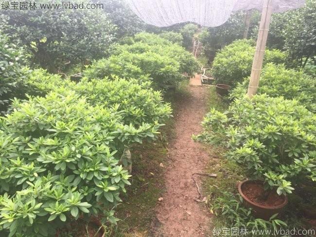 <a href='http://m.wuzhouwash.com/qiuleizhiwu/3509.html' target='_blank'>毛鵑球</a>