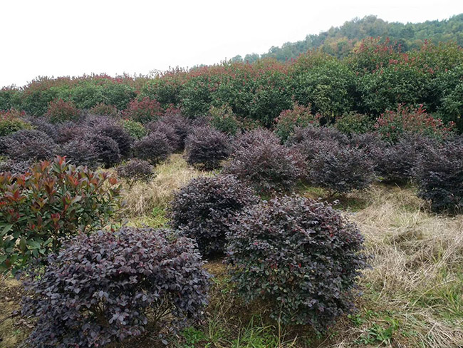 <a href='http://m.wuzhouwash.com/qiuleizhiwu/3507.html' target='_blank'>紅花繼木球</a>
