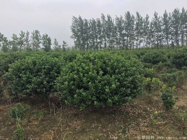 <a href='http://m.wuzhouwash.com/qiuleizhiwu/3517.html' target='_blank'>枸骨球</a>圖片基地實拍