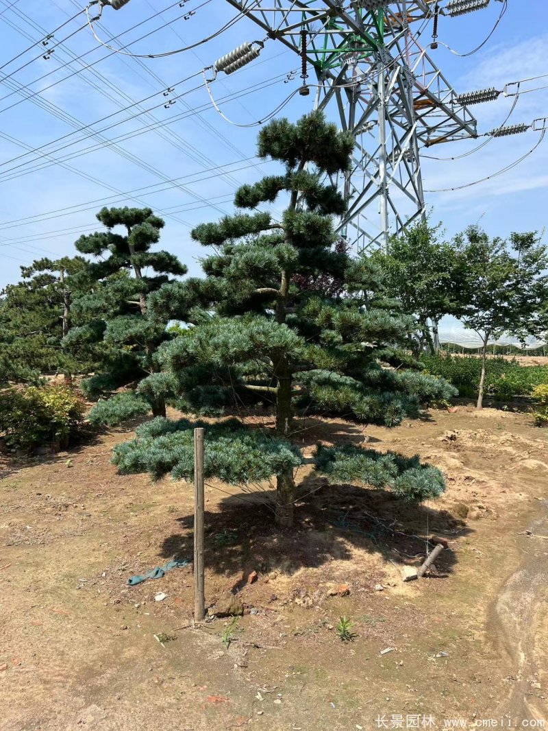 造型大阪松