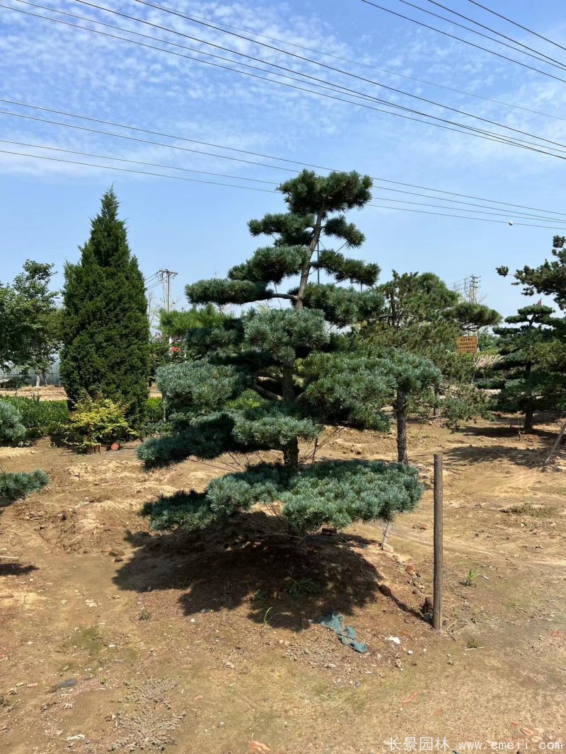 造型大阪松