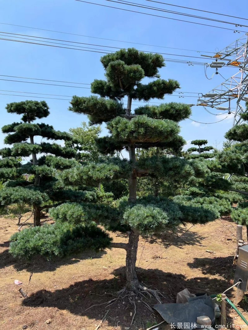 造型大阪松