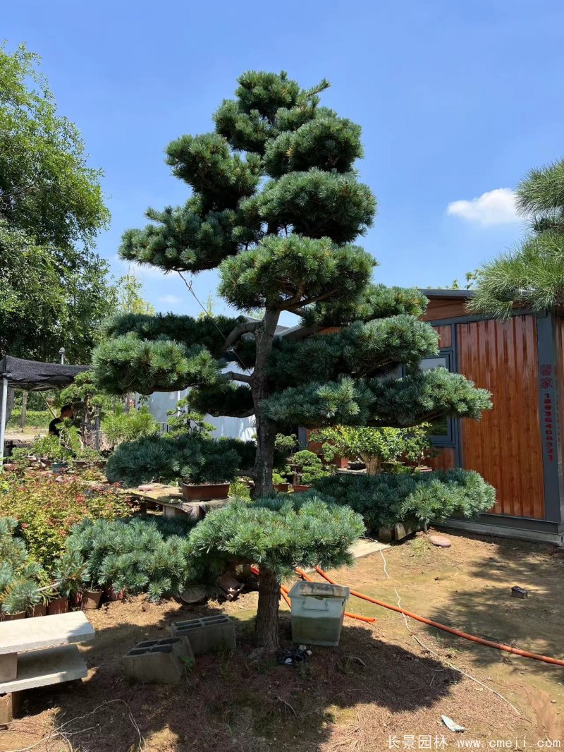 造型大阪松