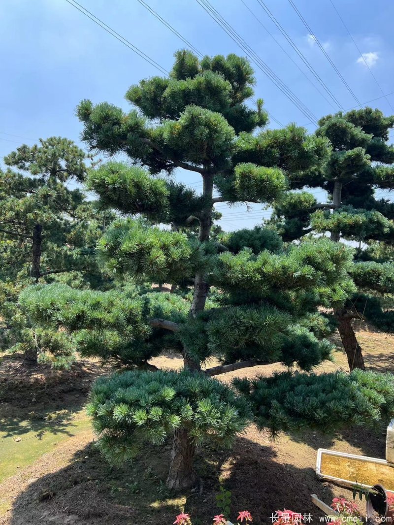 造型大阪松
