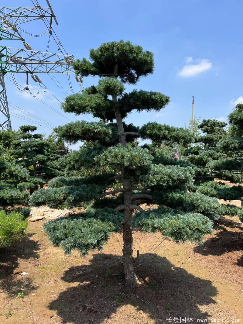 造型大阪松