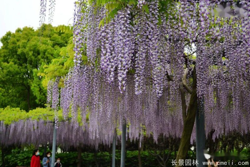 日本長穗熊野<a href='http://m.wuzhouwash.com/linmuzhongzi/1806.html' target='_blank'>紫藤</a>日系
