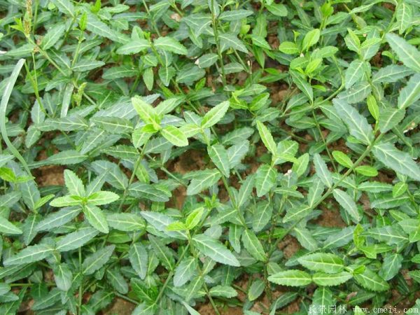 <a href='http://m.wuzhouwash.com/dibeiguanmu/3573.html' target='_blank'>扶芳藤</a>圖片基地實拍