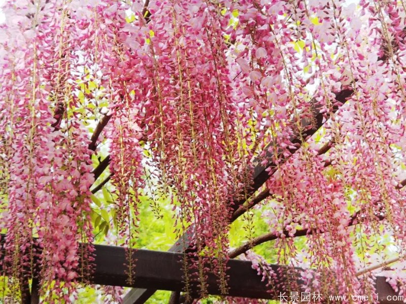 阿知<a href='http://m.wuzhouwash.com/linmuzhongzi/1806.html' target='_blank'>紫藤</a>粉色日系<a href='http://m.wuzhouwash.com/tengbenpanyuanzhiwu/3418.html' target='_blank'>紫藤花</a>