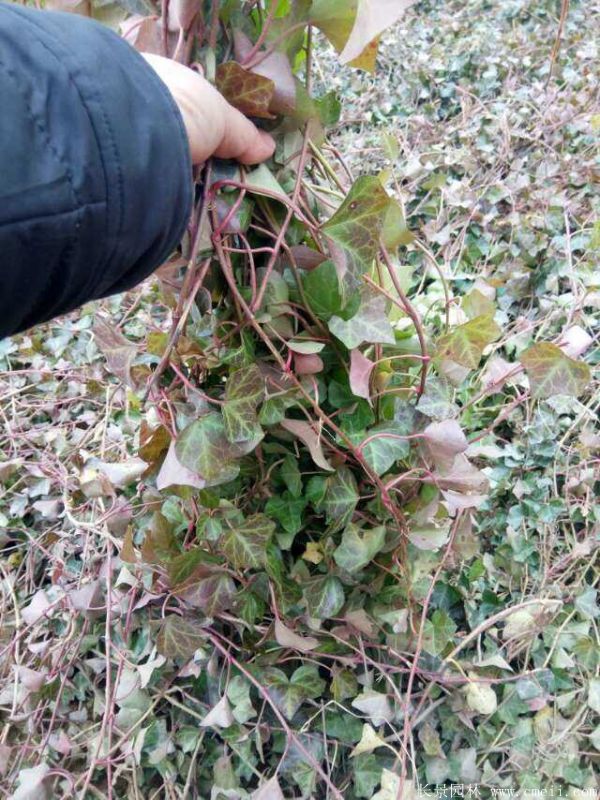 <a href='http://m.wuzhouwash.com/tengbenpanyuanzhiwu/3423.html' target='_blank'>三葉地錦</a>苗圖片基地實拍