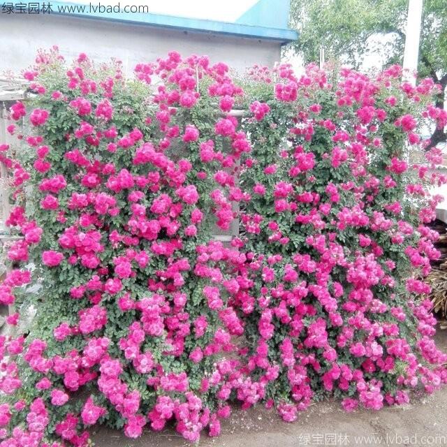 <a href='http://m.wuzhouwash.com/tengbenpanyuanzhiwu/3421.html' target='_blank'>薔薇花</a>