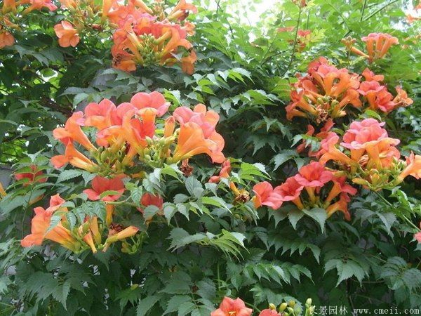 <a href='http://m.wuzhouwash.com/tengbenpanyuanzhiwu/3414.html' target='_blank'>凌霄花</a>圖片基地實拍